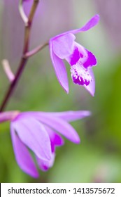 The name of these flowers is " Urn orchid".
Scientific name is Bletilla striata Reichb. fil.