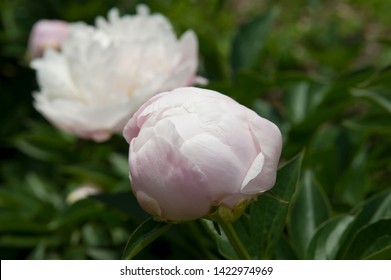 The name of these peonies is Duchesse de Nemours.
Scientific name is Paeonia lactiflora. - Shutterstock ID 1422974969