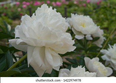 Duchesse De Nemours High Res Stock Images Shutterstock