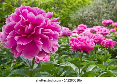 The name of these peonies is Sarah Bernhardt.
Scientific name is Paeonia lactiflora. - Shutterstock ID 1422830186