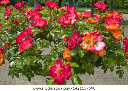The name of these roses is 