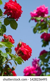 The Name Of These Roses Is 