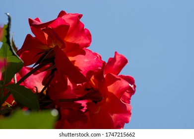 The Name Of These Roses Is 