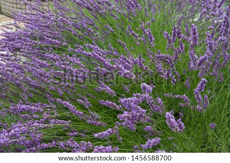 Similar – #A# Lavender sun