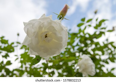 Name This Flower Sasanqua Scientific Name Stock Photo 1578832213