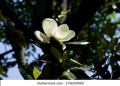 The name of this flower is Southern magnolia.
Scientific name is Magnolia grandiflora L.