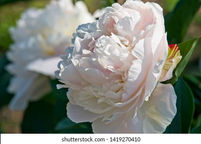 The name of this peony is Duchesse de Nemours.
Scientific name is Paeonia lactiflora. - Shutterstock ID 1419270410