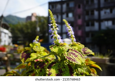 The Name Of This Plant Is Coleus Forskohlii.