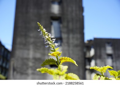 The Name Of This Plant Is Coleus Forskohlii.