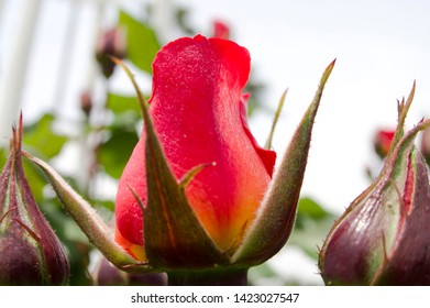 The Name Of This Rose Is 