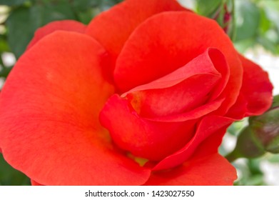 The Name Of This Rose Is 