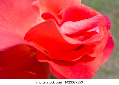 The Name Of This Rose Is 