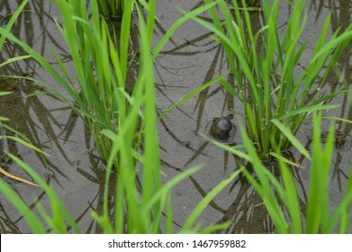 Golden Apple Snail Images Stock Photos Vectors Shutterstock