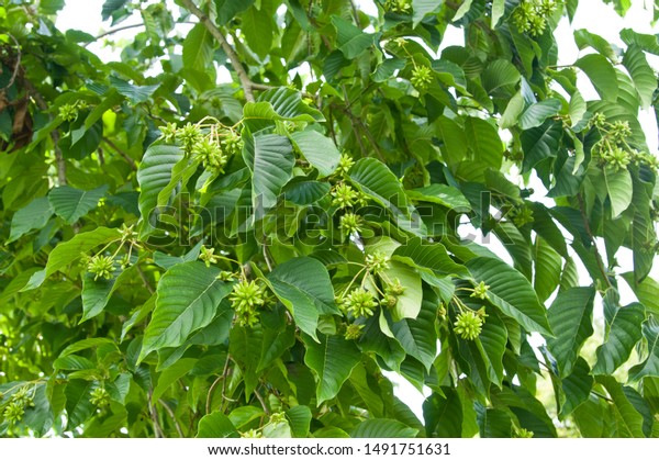 name-this-tree-cancer-tree-scientific-stock-photo-edit-now-1491751631