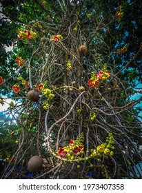 The Name Of The Tree, The Red Flower Strand, Is An Ancient Tree In Asia. Most Of Them Are In The Temple.