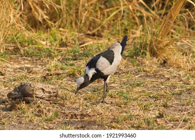 Named After The Metallic Call That Sounds Like A Smithy Hitting An Anvil, The Blacksmith Lapwing Is A Common Bird Of Wetlands And Water Edges