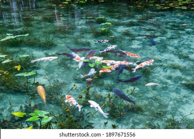 モネの池 岐阜 の画像 写真素材 ベクター画像 Shutterstock