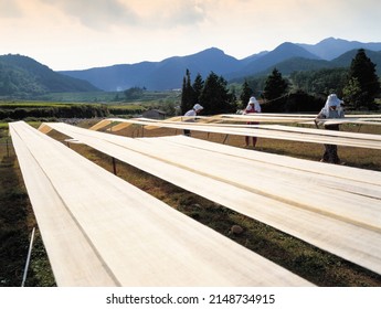 Namhae-gun, Gyeongsangnam-do, South Korea - August 1, 2003: Summer view of female workers working with ramie fabrics for drying on the field
