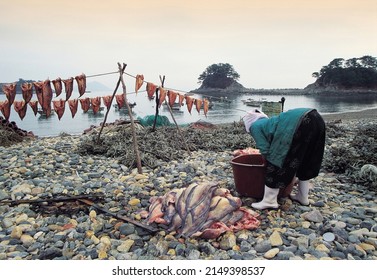 Namhae-gun, Gyeongsangnam-do, South Korea - December 1, 2006: Winter View Of An Old Female Working For The Dry Of Moray Eels On Pebble Beach Against The Sea
