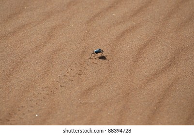 Namib Desert Beetle