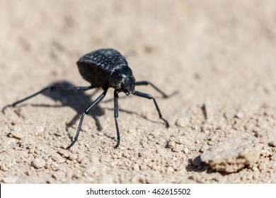 Namib Desert Darkling Beetle Or Stenocara Gracilipes, Bahrain