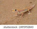 The Namib desert gecko (Pachydactylus vanzyli), also known as the Kaoko web-footed gecko stting in the red sand of the Namib Desert near Swakopmund in Namibia