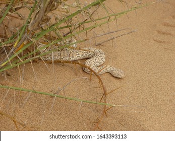 A Namib Desert Sidewinding Adder Hiding Under A Bush