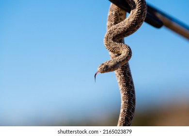 Namib Dwarf Sand Adder Or Namib Desert Sidewinding Adder (Bitis Peringueyi), Namibia