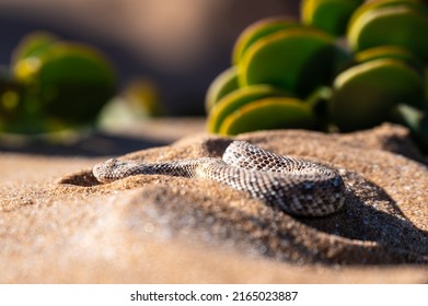 Namib Dwarf Sand Adder Or Namib Desert Sidewinding Adder (Bitis Peringueyi), Namibia