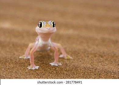 Namib Sand Gecko in a desert