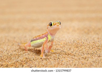 Namib Sand Gecko - Pachydactylus rangei, beautiful small gecko endemic in southwest Africa, Namib desert, Walvis bay, Namibia.