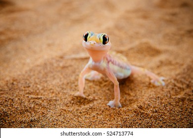 Namib sand gecko - portrait, Swakopmund, Namibia