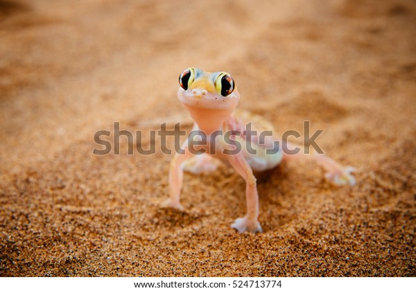 Namib Sand Gecko Portrait Swakopmund Namibia Stock Photo 524713774 ...