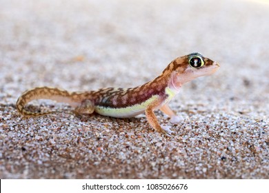 The Namib sand gecko or web-footed gecko (Pachydactylus rangei) photographed in the Dorob National Park, Namibia