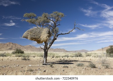 Namibia, Bird's Nest. Coliving