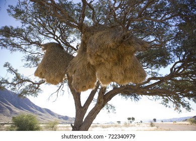 Namibia, Bird's Nest. Coliving