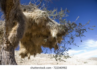 Namibia, Bird's Nest. Coliving