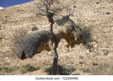 Namibia, Bird's Nest. Coliving