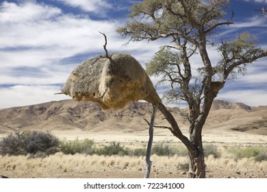 Namibia, Bird's Nest. Coliving