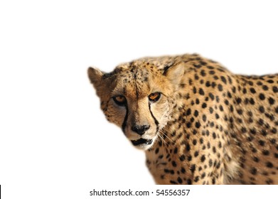 Namibia - Cheetah On A White Background