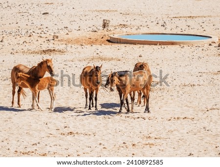 Namibia Desert Horses Feral Breed Mix between riding horses and cavalry horses. German Breed - released during World War I Garub Plains Aus Namibia  Grazing Land was incorporated into Naukluft Park