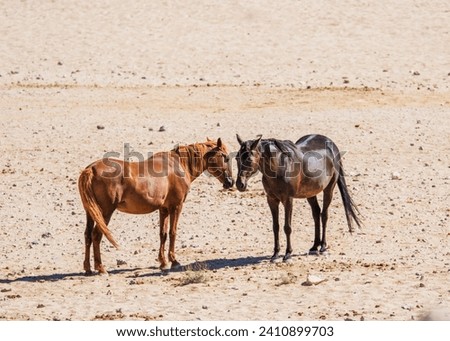 Namibia Desert Horses Feral Breed Mix between riding horses and cavalry horses. German Breed - released during World War I Garub Plains Aus Namibia  Grazing Land was incorporated into Naukluft Park