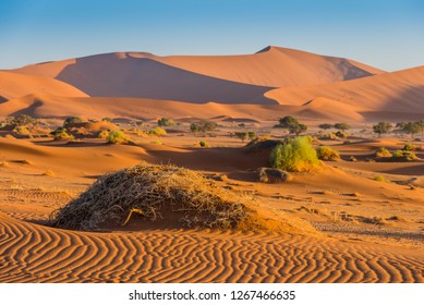Namibia Desert, Southern Africa - Shutterstock ID 1267466635