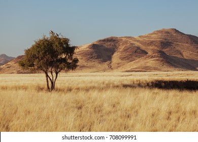 Namibia Desert, Veld