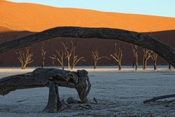 Namibia- Namib-naukluft Park- Dead Vlei- Dead Trees In Front Of Desert Dune