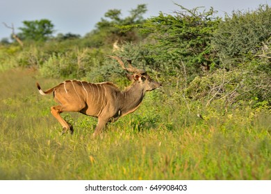 Namibia Onguma Game Reserve Kudu Running