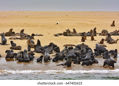 Namibia Walvis Bay Seals 