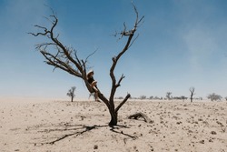 Namibia- Way To Sossusvlei- Woman Sitting In Dead Tree In The Desert