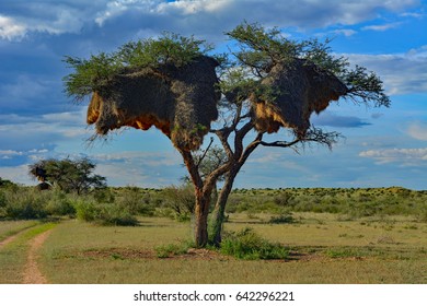 Namibia weaver bird tree 