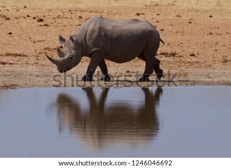 Similar – Black Rhino, Namibia